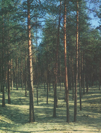 Пинежский лес